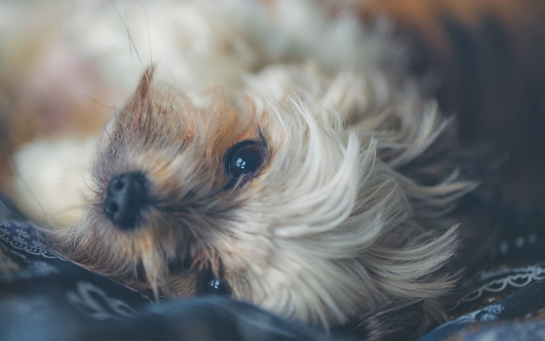 Firehouse Is Offering A New Heartworm Preventative