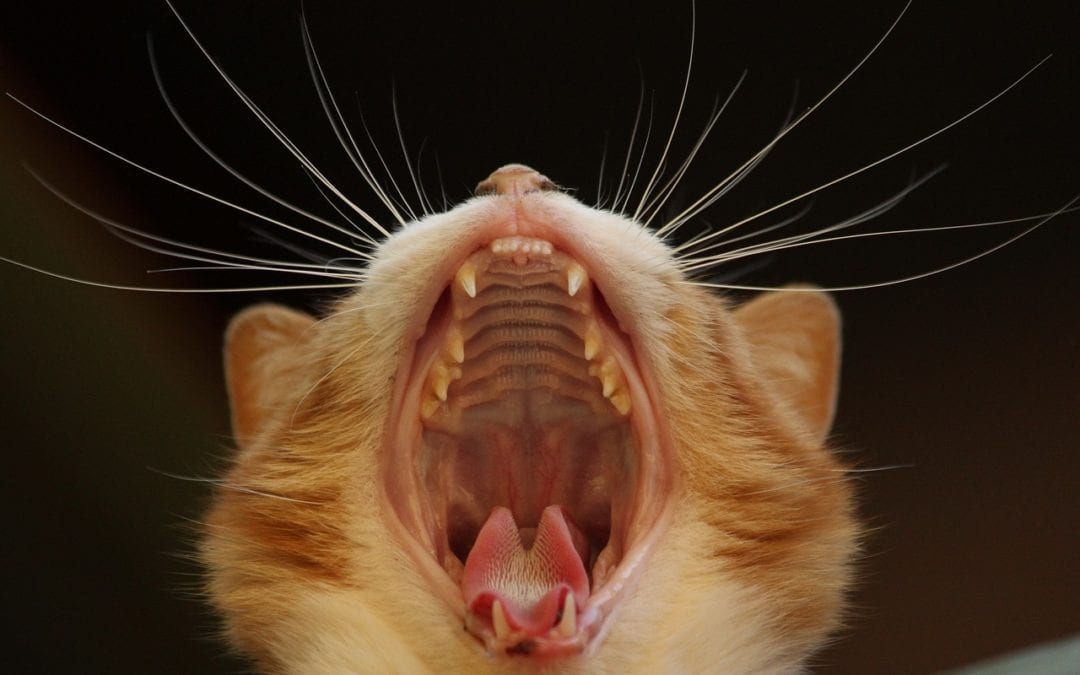 Pet Dental Care — It’s not just about the pearly whites!