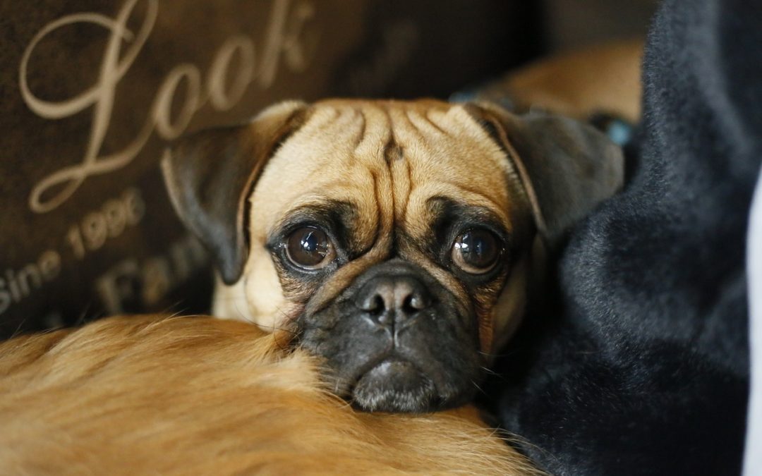 Fear & Anxiety can lead to behavioral issues in pets. Firehouse can help.
