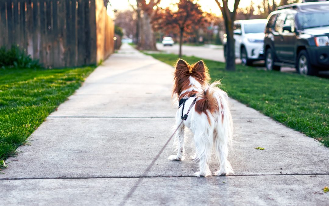 Keeping Your Pets Happy, Healthy, and Safe this Summer