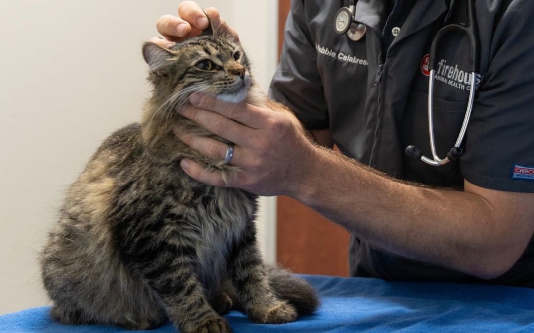Pets and Pet Parents: Fear the Vet No More