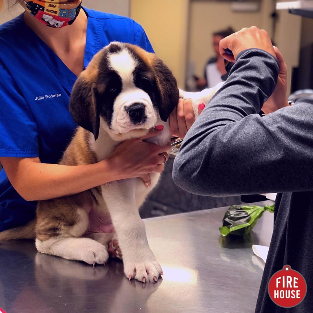 Join Our Team Firehouse Animal Health Center Round Rock
