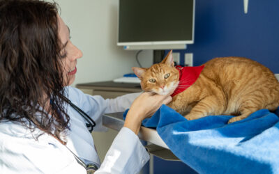 A Guide: Vaccinations for Cats and Dogs  Our careful, common sense approach. Customized for your pet.