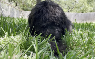 Why do dogs eat grass?  7 reasons your pet may be eating your landscaping