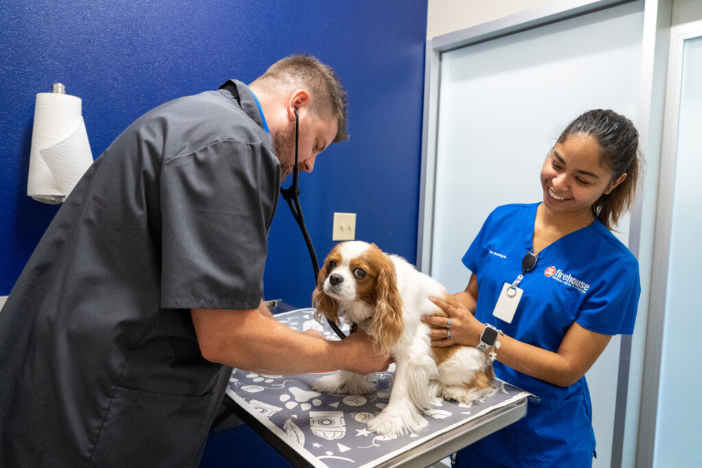 Pets And Diabetes Prevent, Recognize, And React Firehouse Animal