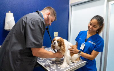 Pets and Diabetes: Prevent, Recognize, and React  New med make this disease more manageable than ever