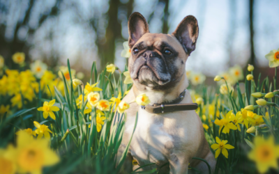 Your Pet’s Wellbeing In Spring 2024  Keep your cat and dog healthy in 2024