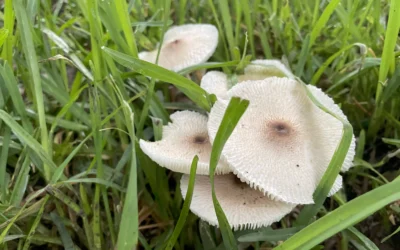 Garden Mushrooms Can Harm Dogs & Outdoor Cats  Tips to protect your pet after rainfall