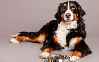 Grain-Free Dog Food: It’s Hurting Your Dog’s Heart!  We have safer nutritional recommendations so your pet thrives