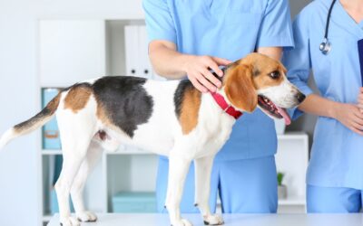 Disaster Preparedness for Pet Owners  How to plan & what to pack for floods, wildfires, hurricanes, and more