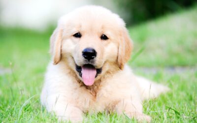 New Dog Owners: Avoid Canine Parvovirus  A guide for pet parents of puppies and unvaccinated adult dogs
