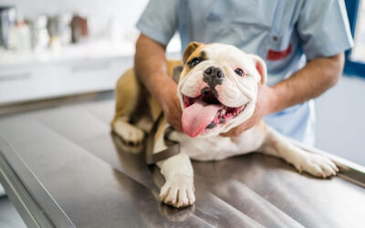Pet Obesity Awareness Month: Helping Your Pet Maintain a Healthy Weight